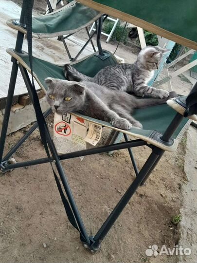 Кошка в дар бесплатно