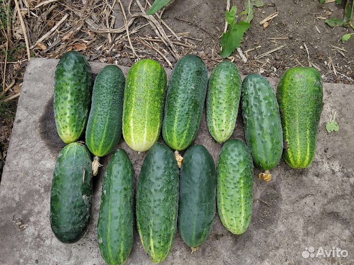 Огурцы свежие