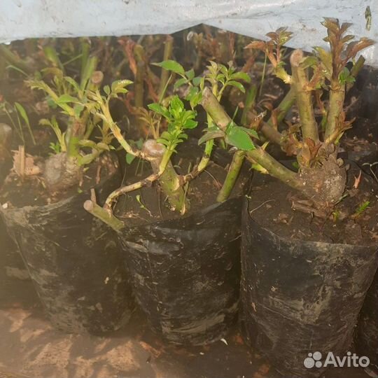 Роза комнатная