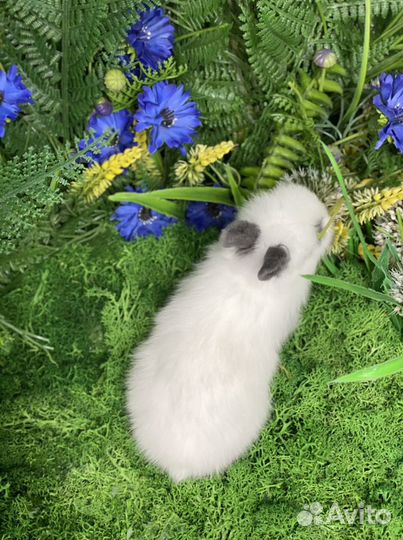 Карликовый кролик