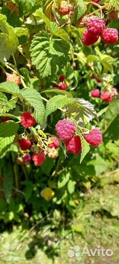 Саженцы малины и ежевики