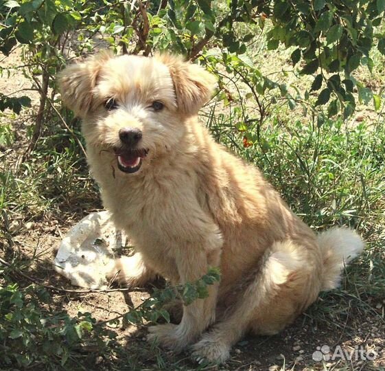 Метис болонки в добрые руки