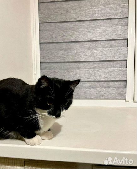 Рулонные шторы