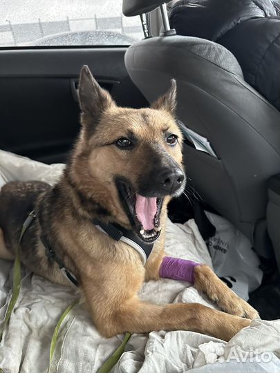 Собака в добрые руки