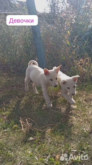 Щенки девочки