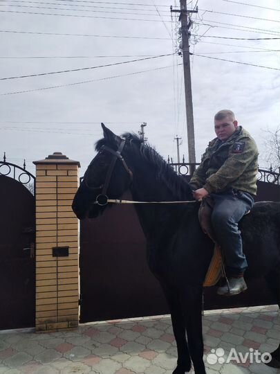 Орловский жеребец