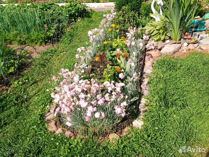 Гвоздика почвопокровная