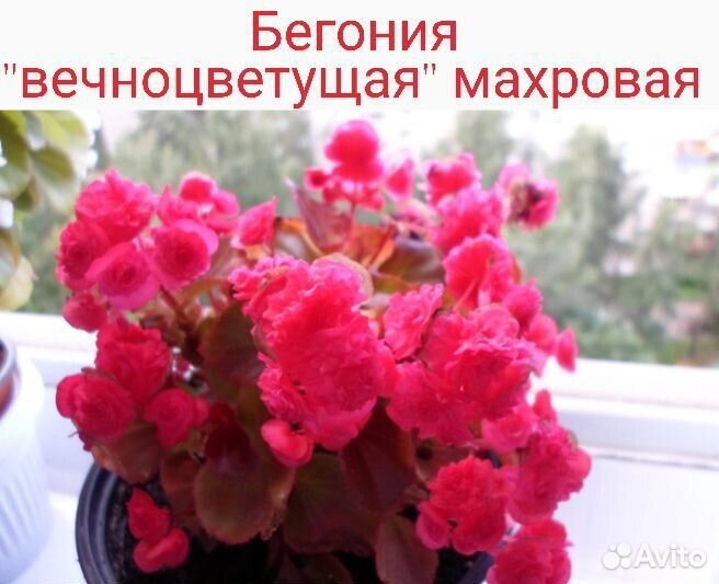 Бегония вечноцветущая, махровая