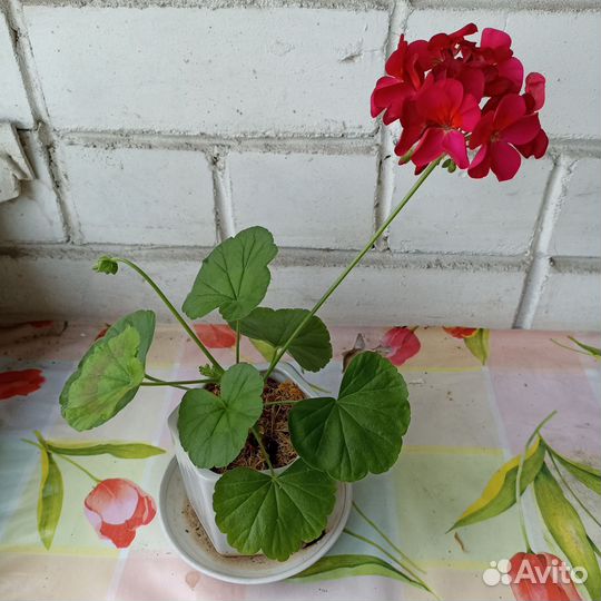Пеларгония герань красная