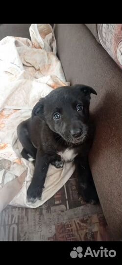 Собаки щенки