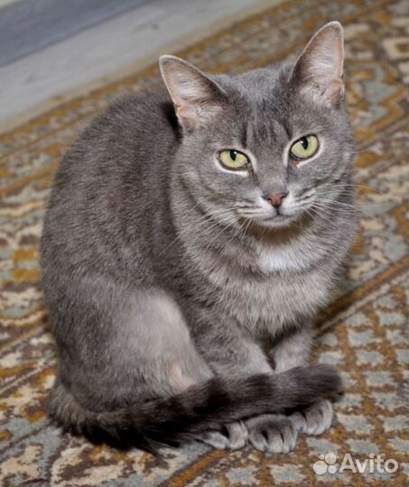 Кошка в дар бесплатно