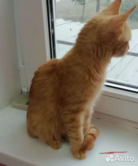 Рыжий котенок в добрые руки