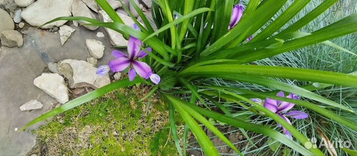 Ирис живучка Ромашка белая голубая