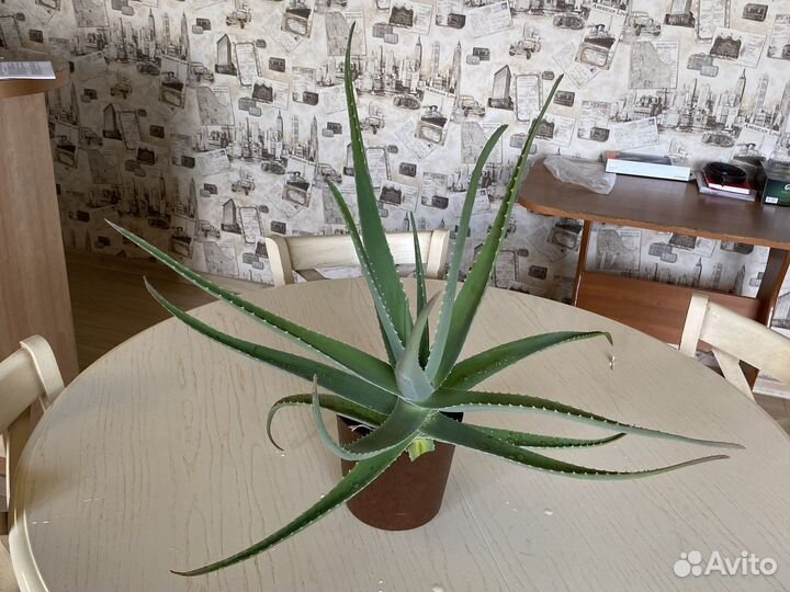 Алоэ лечебный