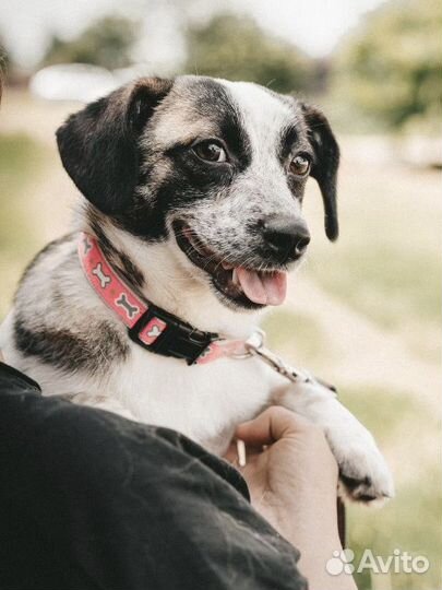 Собачка из Краснодара ищет дом