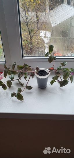 Традесканция