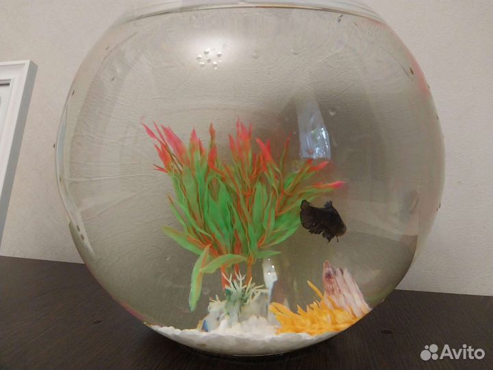 Аквармум с рыбкой