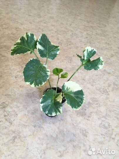 Полисциас, Кодиеум (кротон), крассула (толстянка)