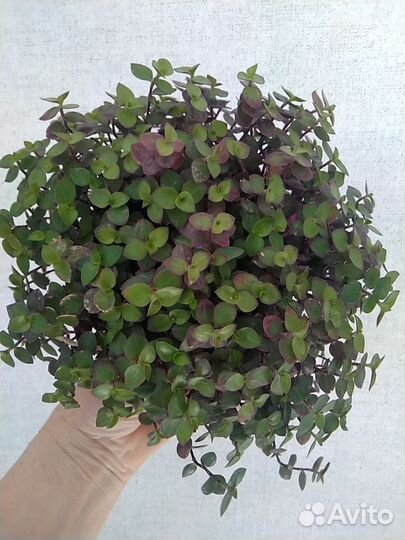 Традесканция мелколистная