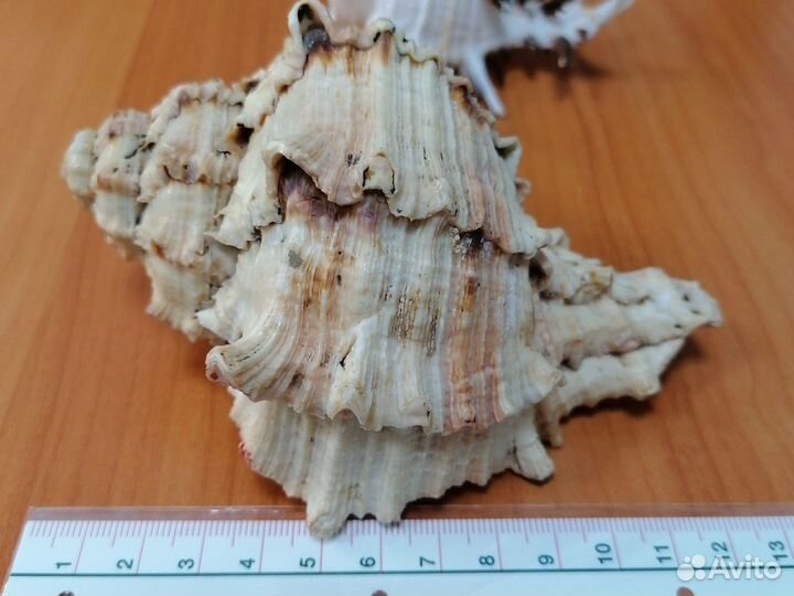 Морские ракушки раковины большие