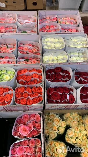 Роза Армении оптом, роза России оптом