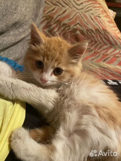 Котенок-рыжик,маленький игруля,в добрые руки