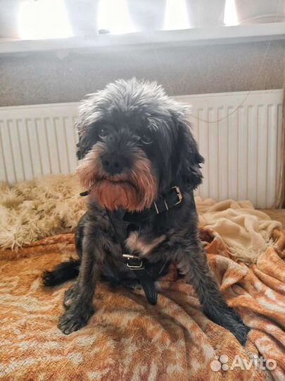 Передержка питомцев в домашних условиях