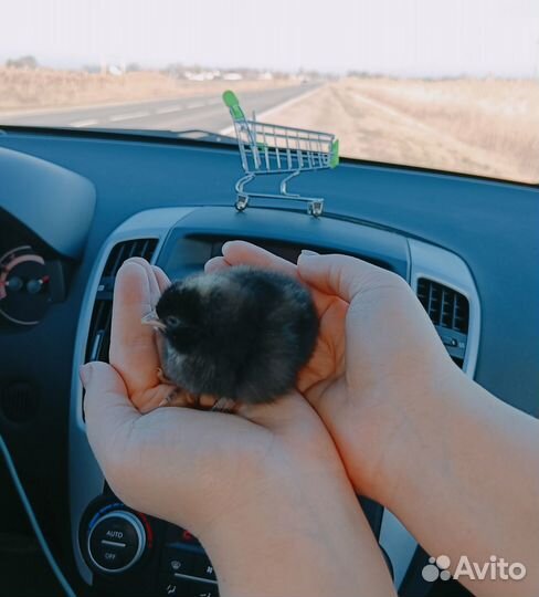 Суточная домашняя птица в ст. Елизаветинской