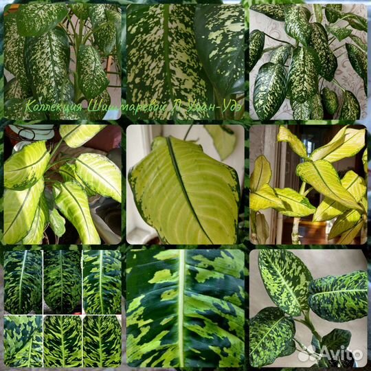 Декоративно-лиственное растение