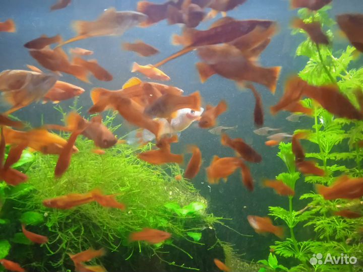 Рыбы меченосцы оптом