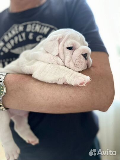 Английский бульдог вязка