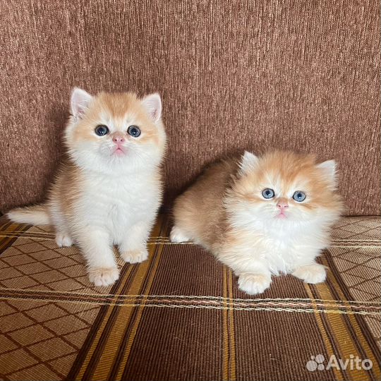 Британские золотые шиншиллы