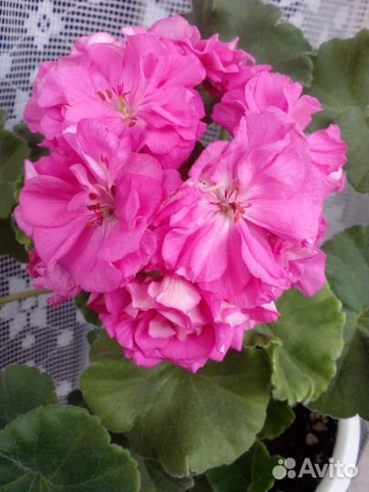 Сортовая,зональная пеларгония