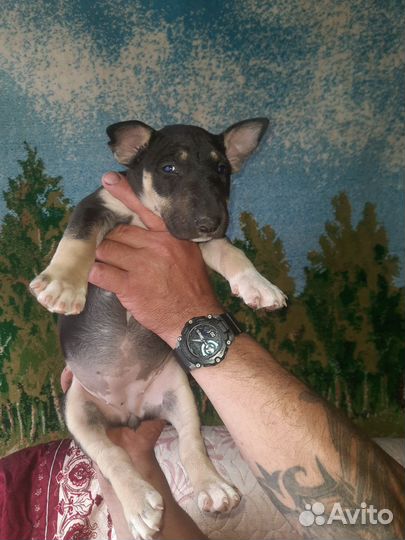 Щенки стандартного бультерьера