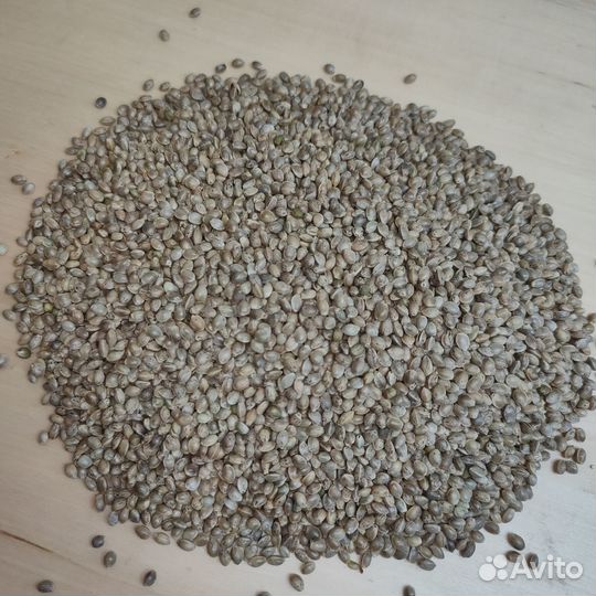 Семена конопли пищевой, 2024 г