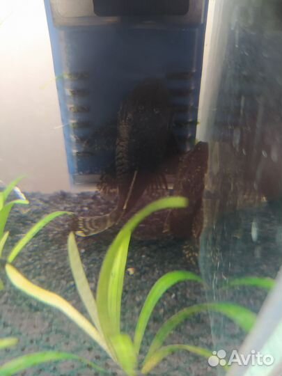 Сом анциструс