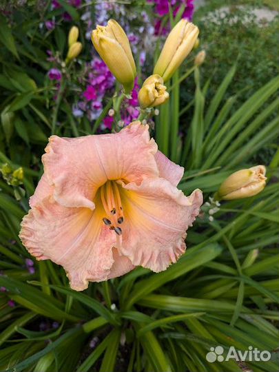 Лилейники сортовые 1