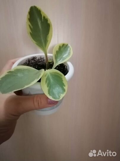 Комнатные цветы