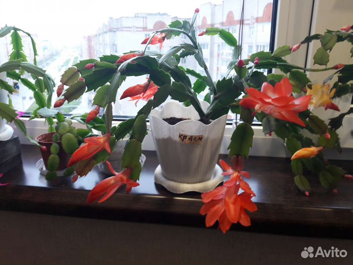 Декабристы зацветают, спатифилум