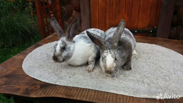 Кролики породы рэкс+сатин
