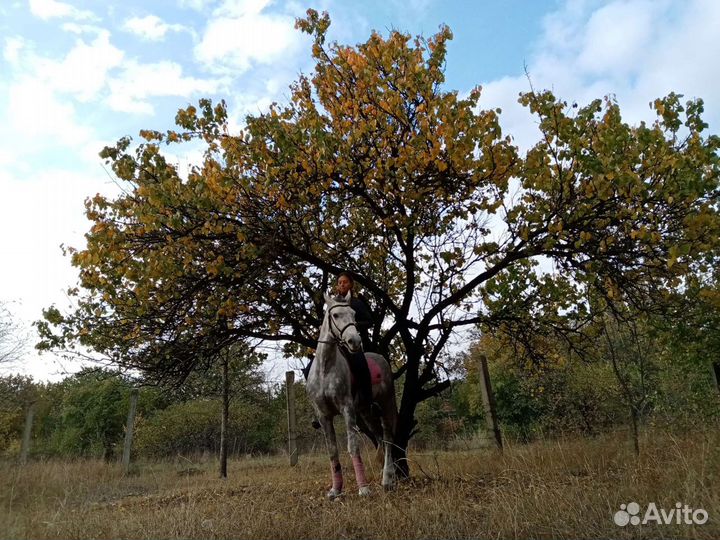 Конные прогулки, обучение верховой езде