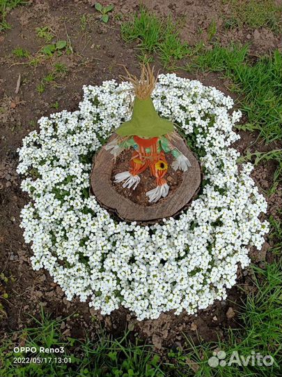 Арабис альпийский