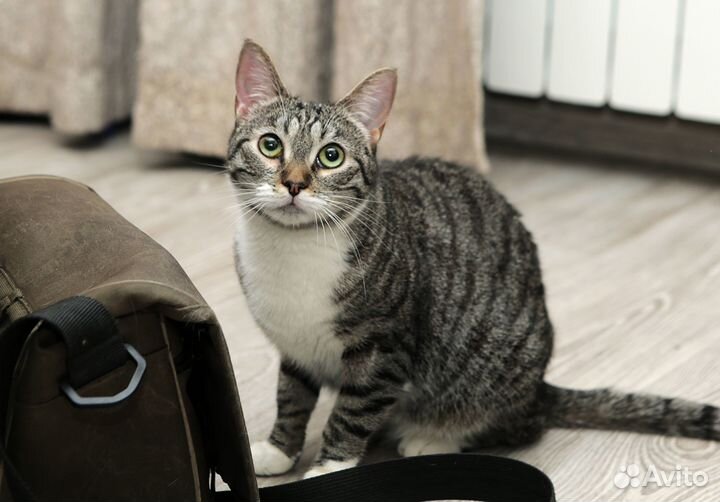 Кошки бесплатно Масяня