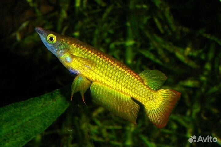 Щучка Аплохейлус Линеатус Золотой (арт 8004)