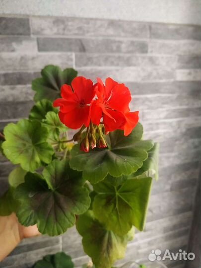 Пеларгония герань Карликовая, h-15см