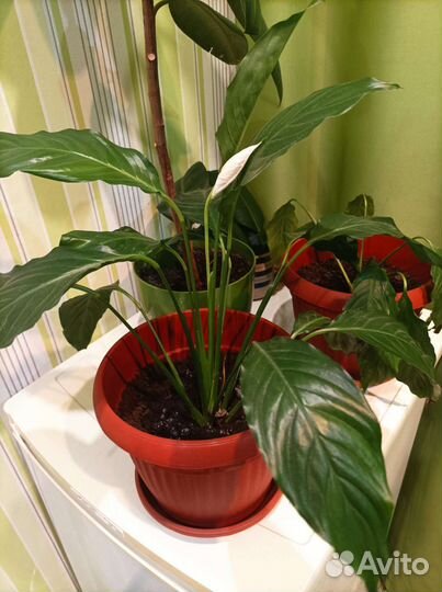 Спатифиллум