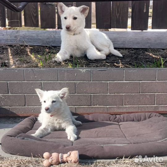 Щенки в добрые руки