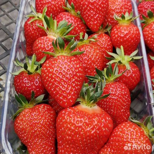 Клубника опт от 500кгдо 1.5т