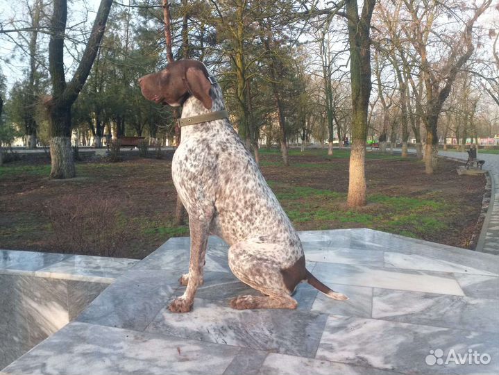 Курцхаар вязка