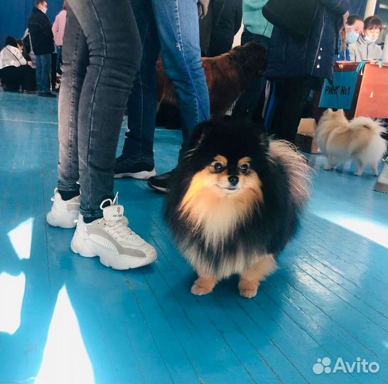 Шпиц девочка-неженка